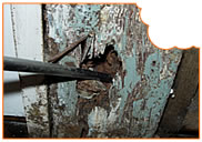 Termite damage found during an inspection of a home