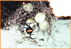 Redback Spiders